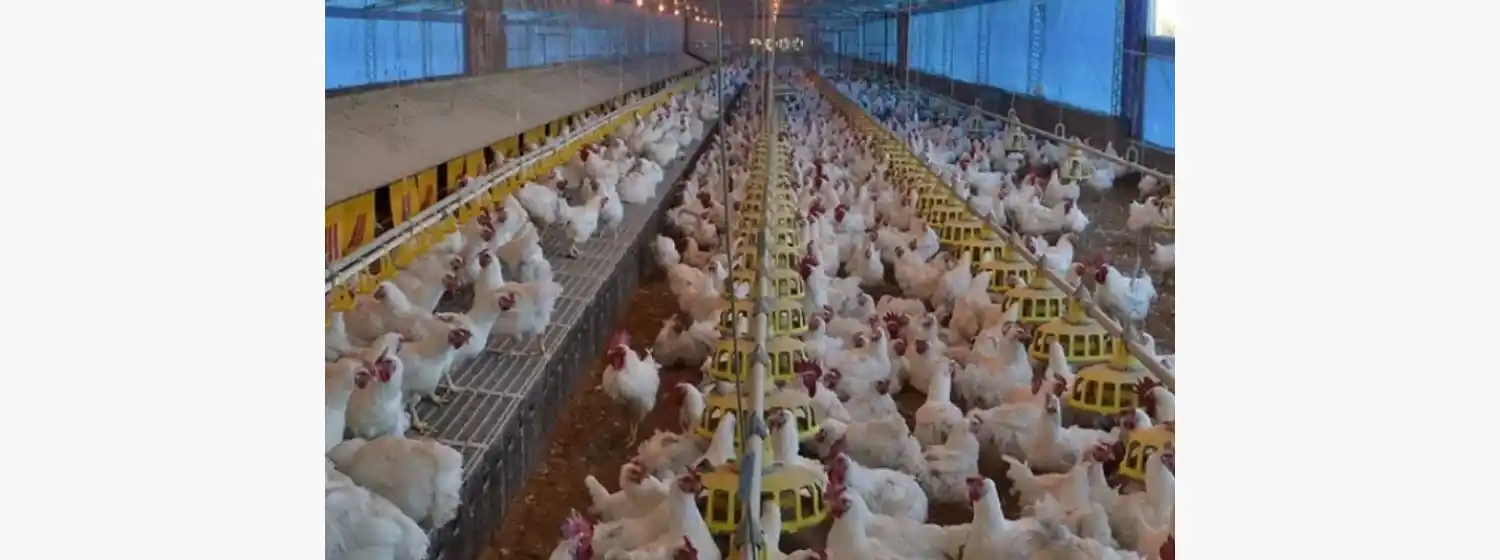 Atención: confirman primer caso de gripe aviar en Mar del Plata