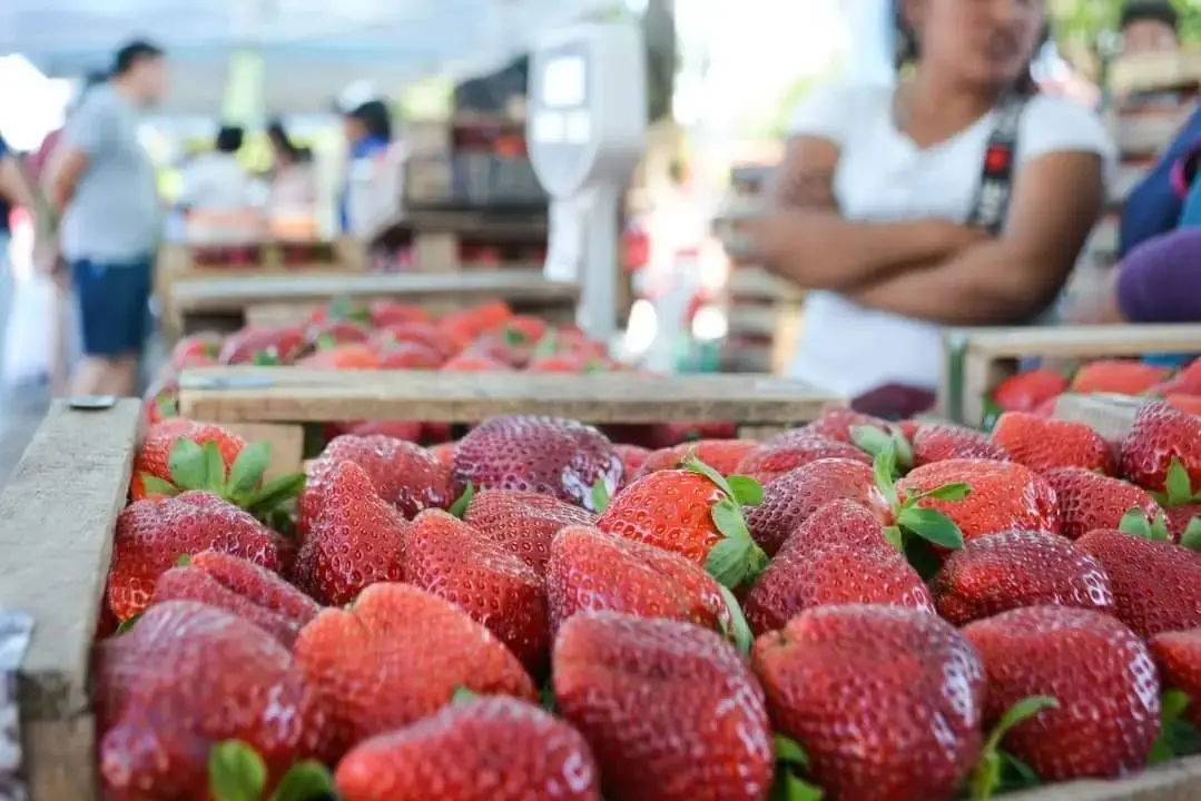 Frutillas para todos y todas.