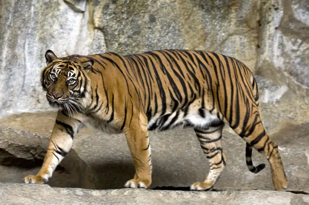 Indonesia: hallaron a tres tigres de Sumatra muertos dentro de una trampa