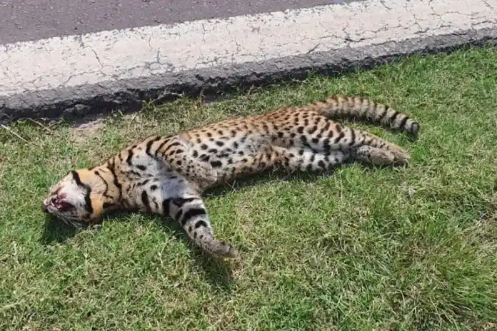 Atropellaron y mataron a un gato montés en Entre Ríos