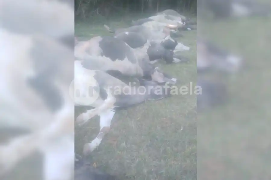 Trágica pérdida de vacas lecheras en Esperanza por intoxicación con sorgo
