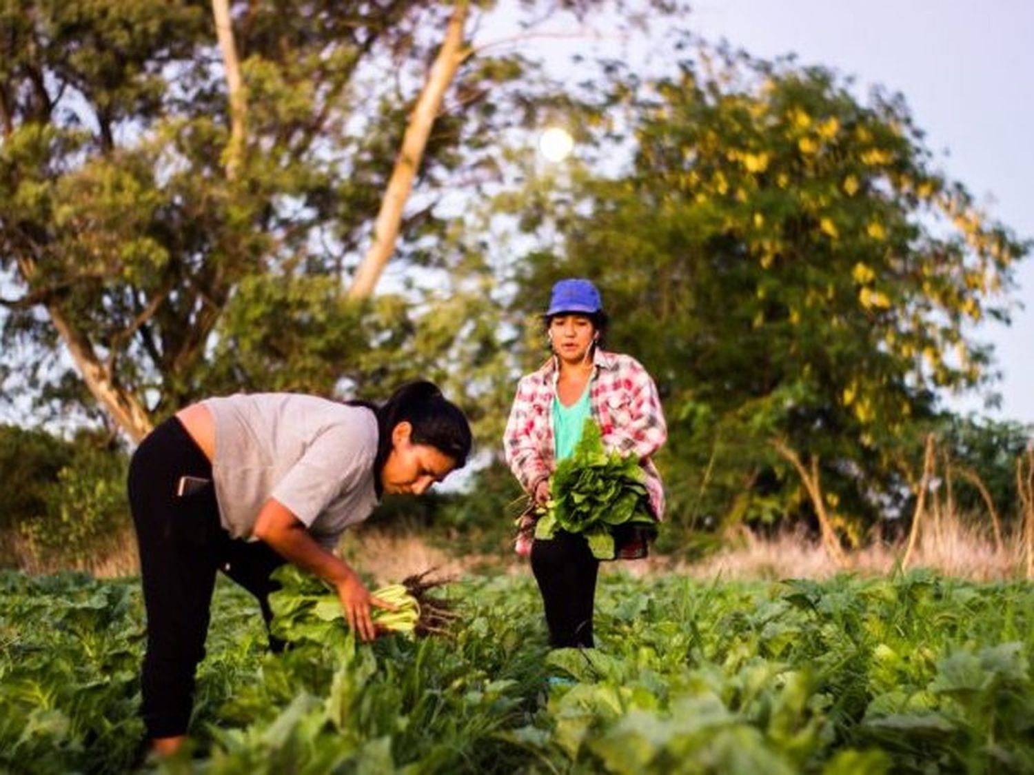 La propuesta busca promover la salud, bienestar y alimentación sin agroquímicos.
