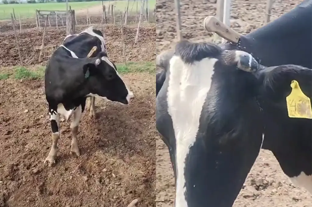 Imágenes sensibles: intentaron faenar una vaca y le dejaron un cuchillo clavado en el cuello