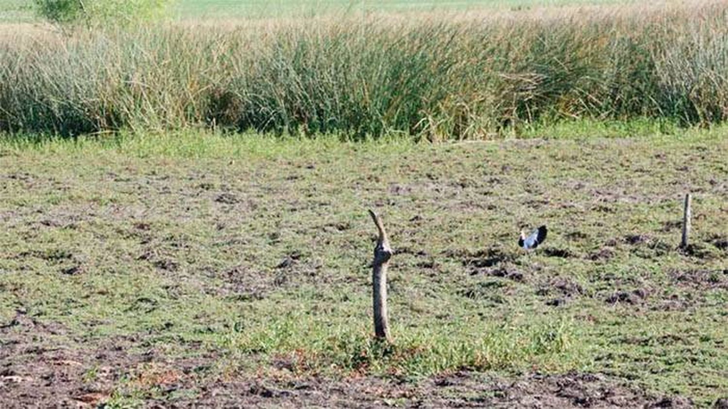 Preocupación de entidad  agraria sobre sequía e impacto en pequeños productores