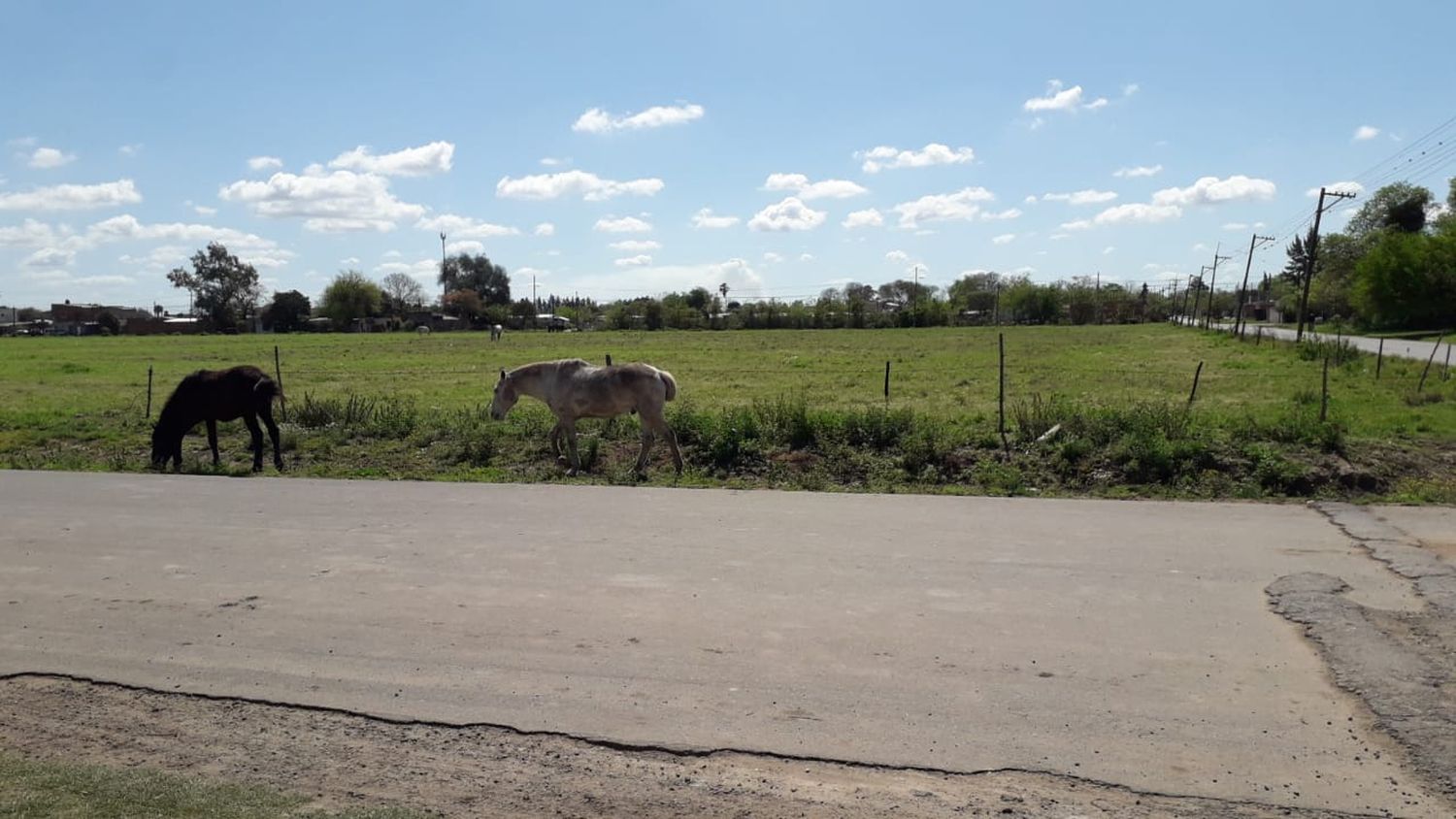Reclamo: caballos sueltos en Dávila y Benefactoras
