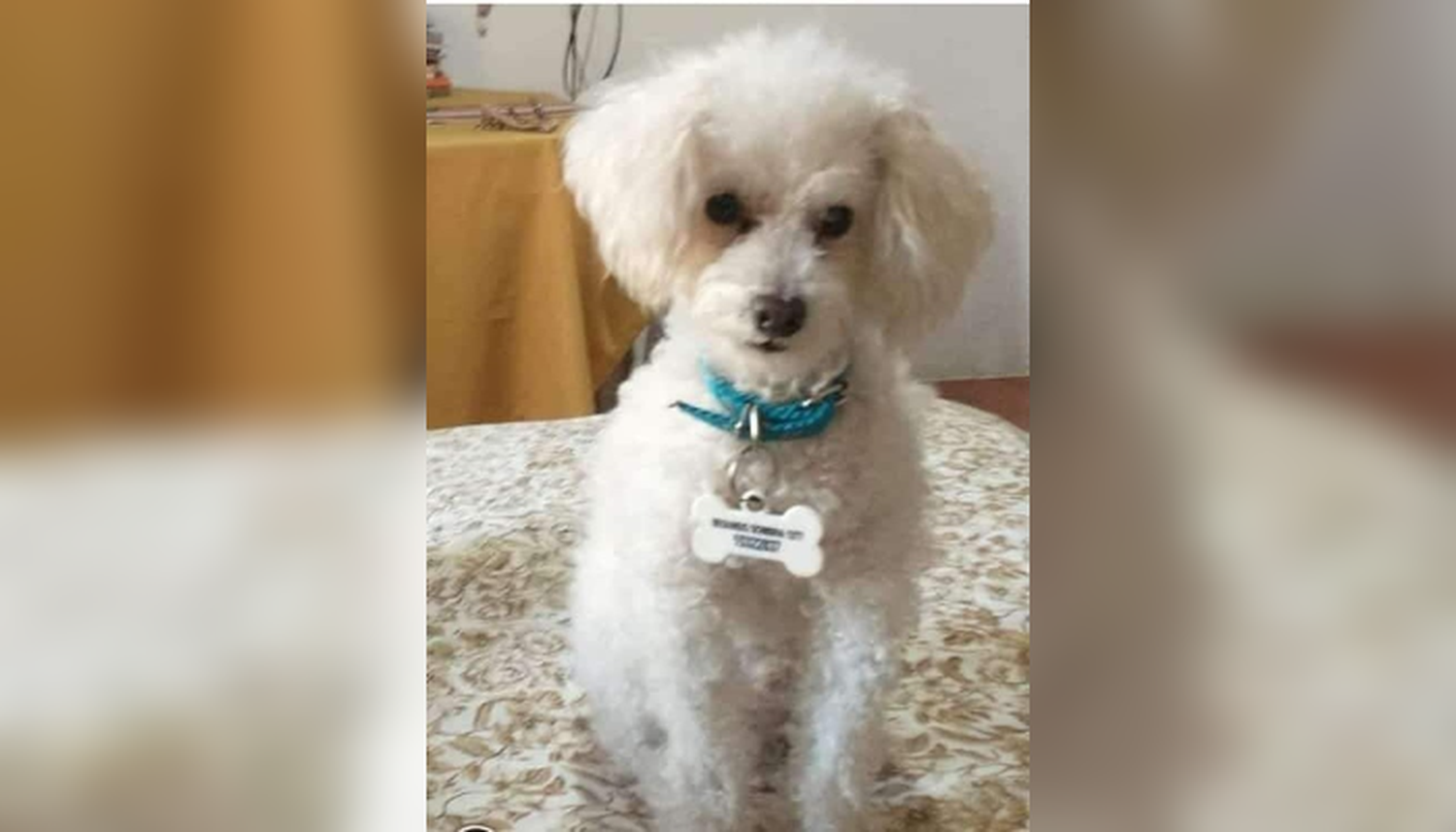 Mascotas: Angélica busca a Ciro