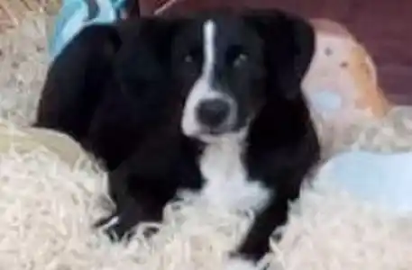 La perrita entrerriana que armó su propia cucha navideña