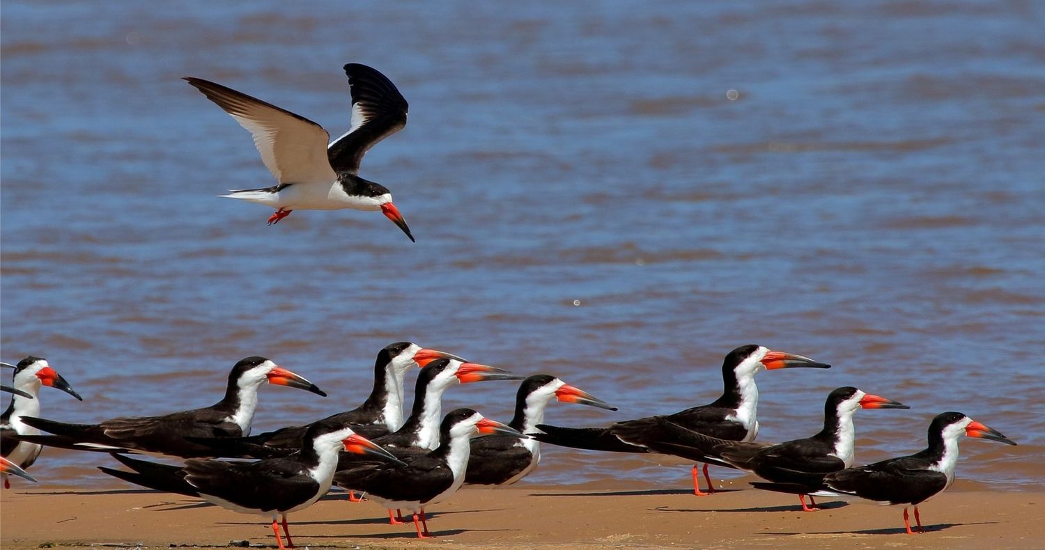 El Rayador, una las de las aves del "Jaaukanigás". Foto: David Franco