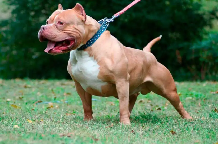 Un pitbull atacó a un hombre en La Plata y debió ser hospitalizado