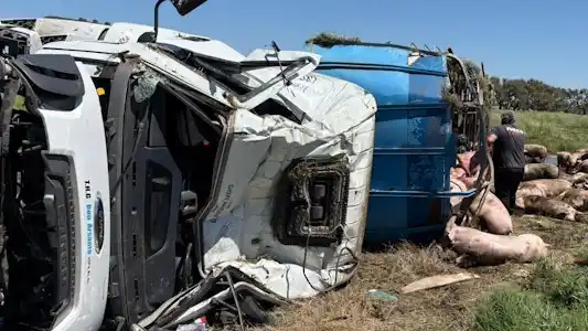 Volcó un camión con cerdos en la Ruta 7 y los vecinos se llevaron la carga.