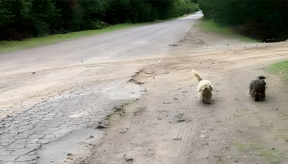 Moneda corriente: dos perritos abandonados y a la intemperie