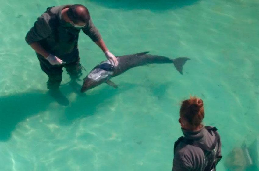 Los animales que permanecen en el predio se encuentran cuidados y en buen estado, según los reportes de organismos sanitarios.