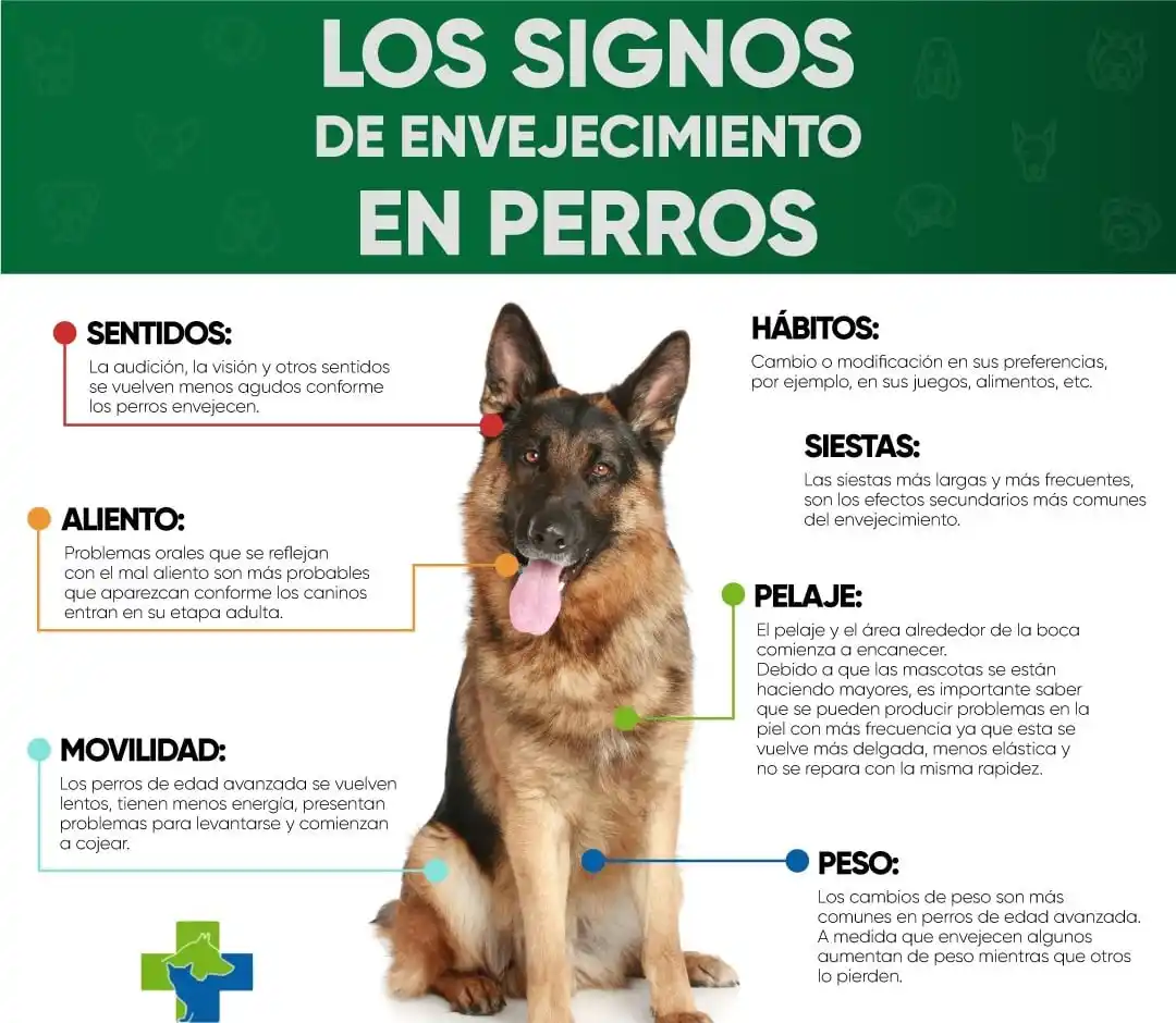 Cambios graduales en la energía, el apetito y la movilidad pueden indicar el inicio de la vejez en perros y gatos - 2