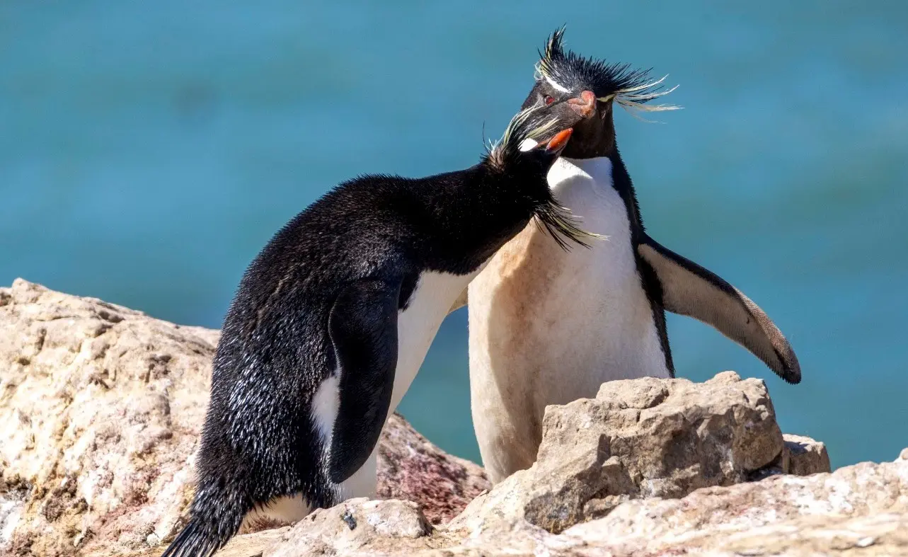 Este viernes, “Pingüinos en Malvinas” en el Mulazzi