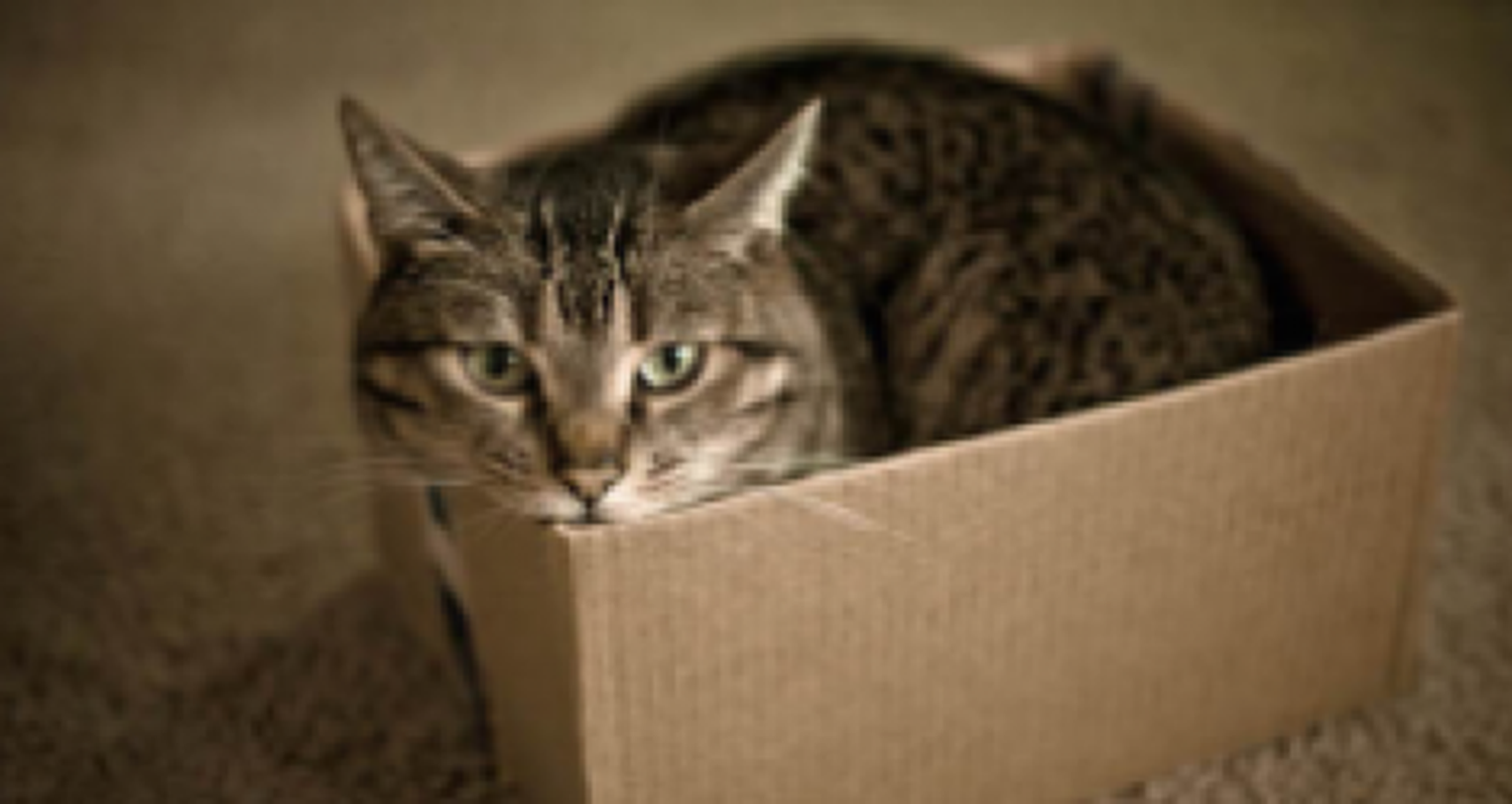 Gatita perdida