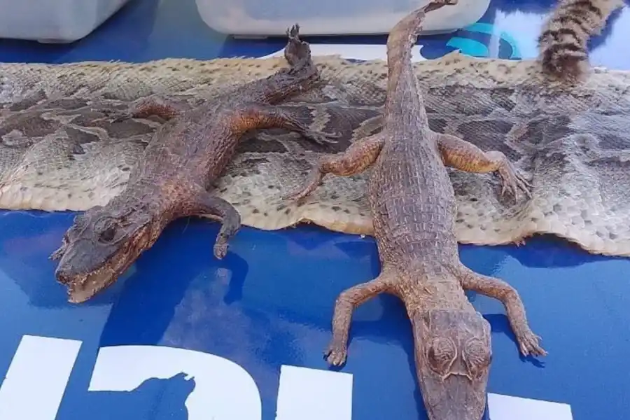 Crías de yacaré taxidermizadas y cueros de gato montés, zorro gris y pitón molurus. Foto: Patrulla Ambiental de la Policía de Córdoba