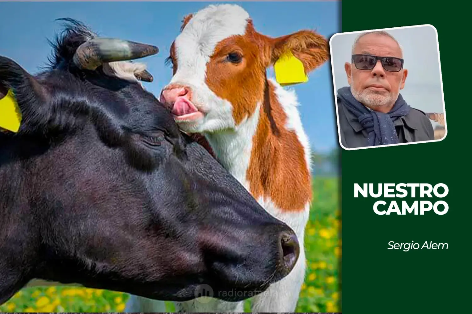 Cañuelas sumó 38 animales y la soja cotizó a 552.000 pesos por tonelada