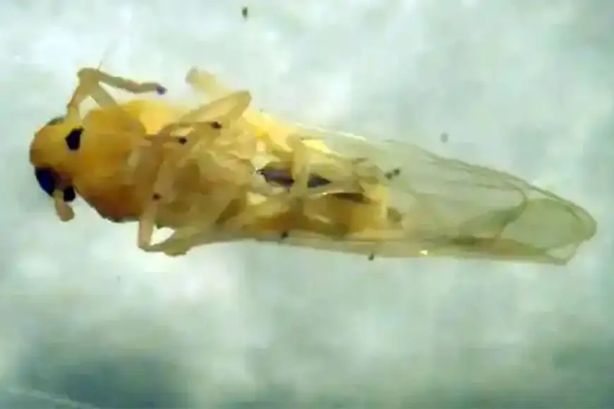 Campo chicharrita