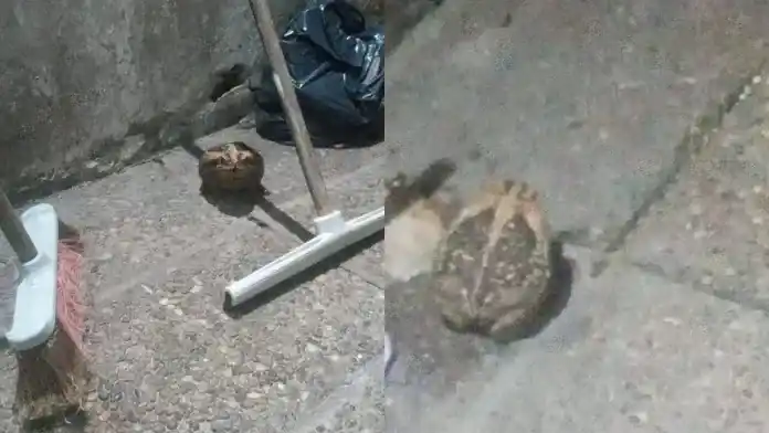 Alarma en el sur entrerriano por un sapo venenoso que provoca la muerte de perros