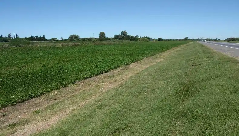 Debaten en el Senado el proyecto de ley que regula la siembra en las banquinas