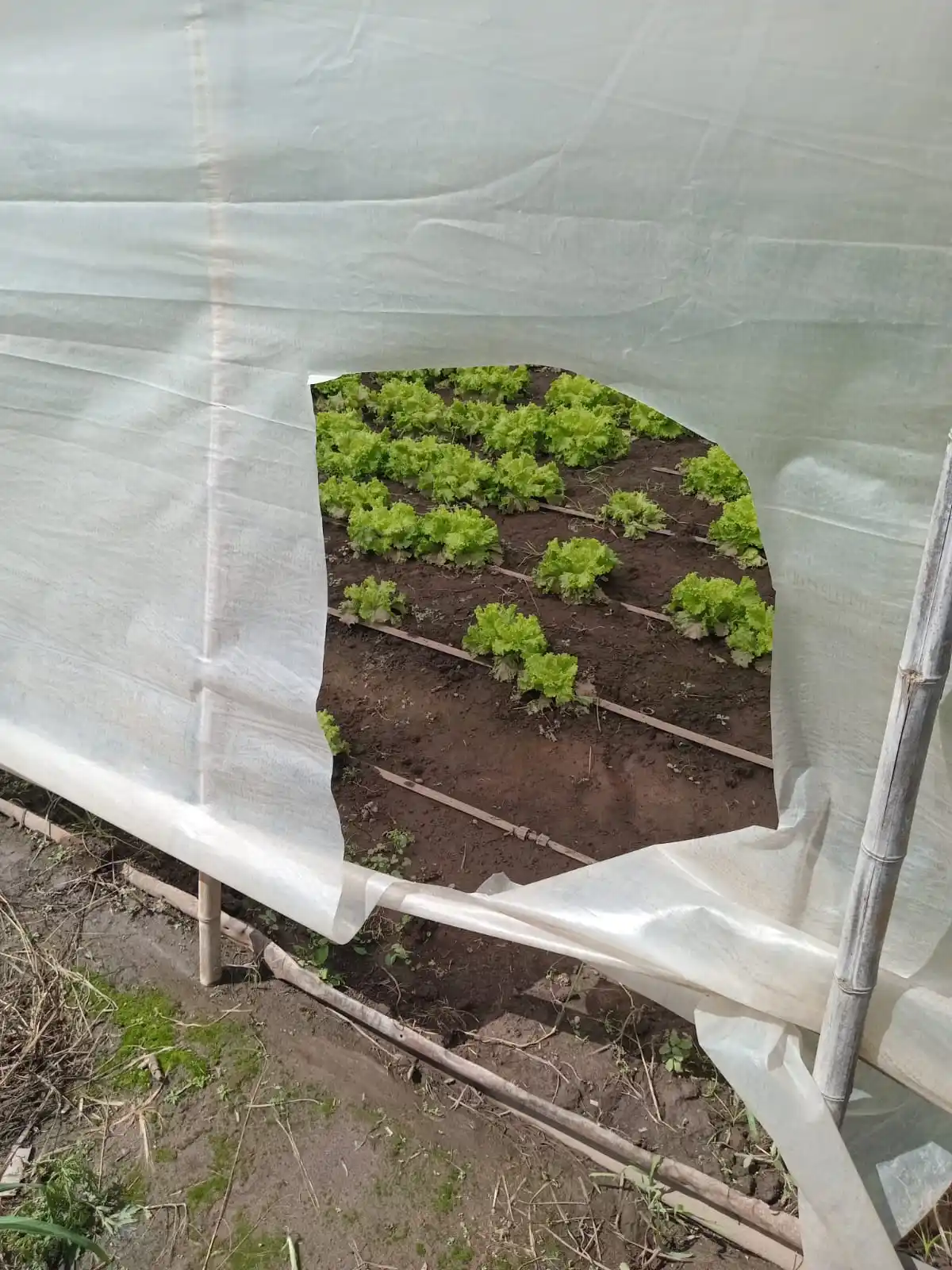 Invernáculos rotos Paulino Acosta