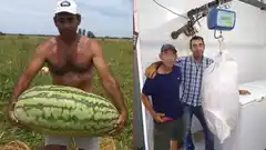 Súper sandía cosecharon que pesó casi 50 kilos