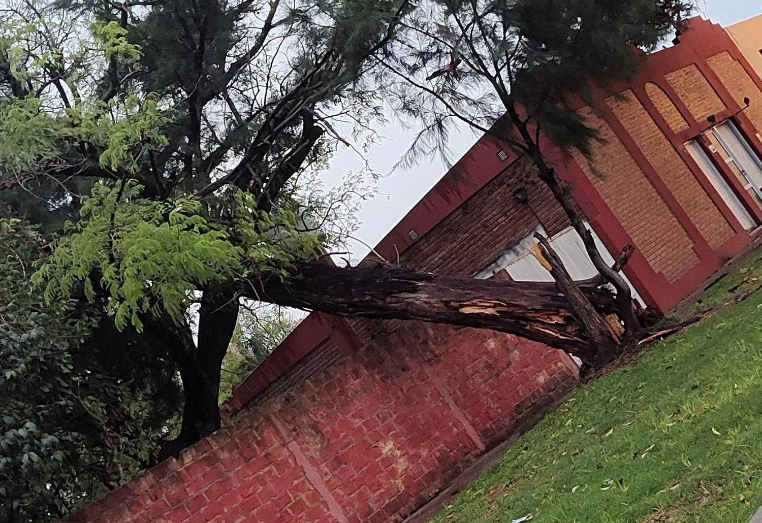 Fuerte temporal de viento azotó a una ciudad entrerriana: hubo árboles y postes caídos