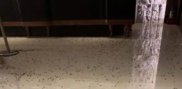 ATAQUE INUSUAL Arrojan más de mil cucarachas a un restaurante en China