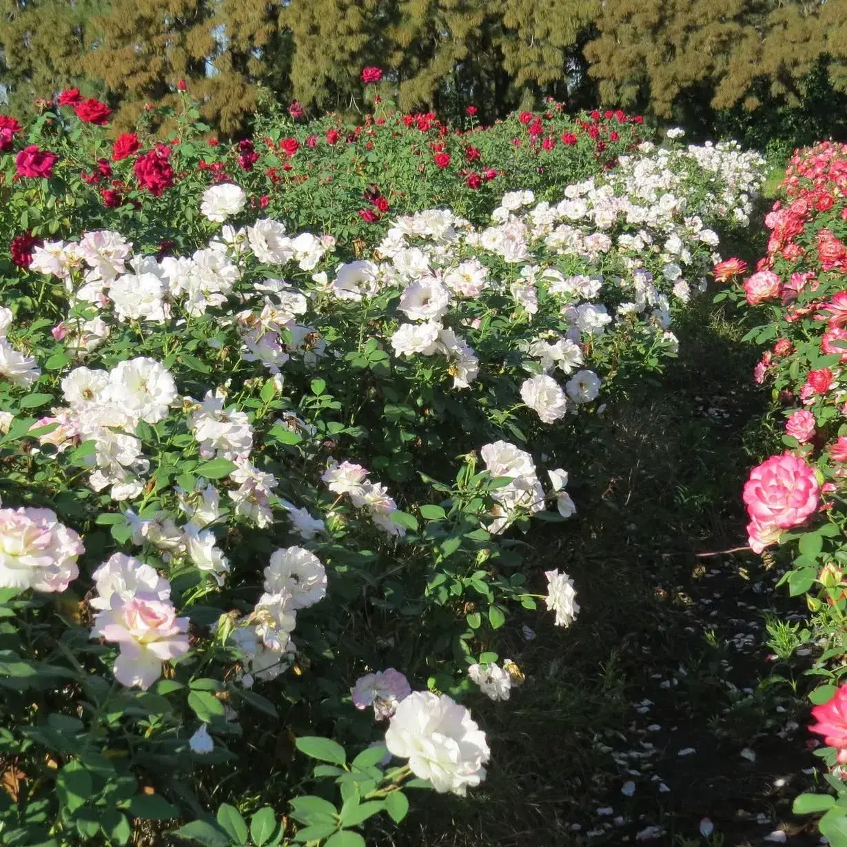 Venderán ejemplares de rosas. PH. Inta San Pedro.