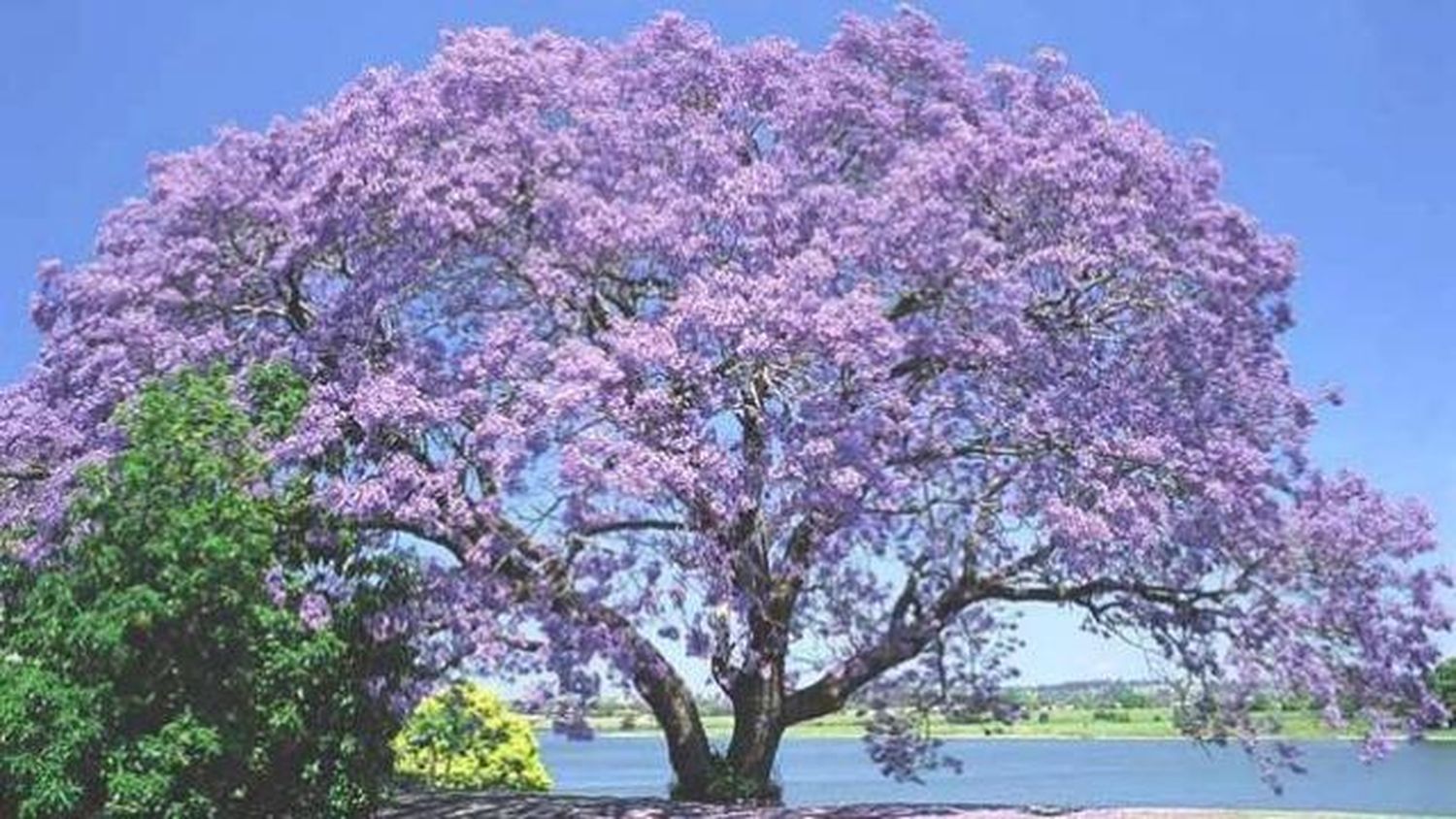 El árbol de “Kiri”