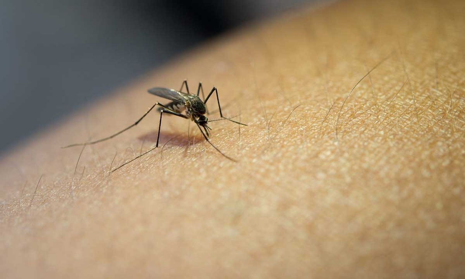 Con el calor, volverá el dengue