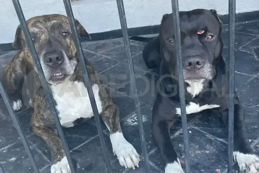 Kenai y Black: los "perros héroes" que salvaron a sus dueños en una entradera
