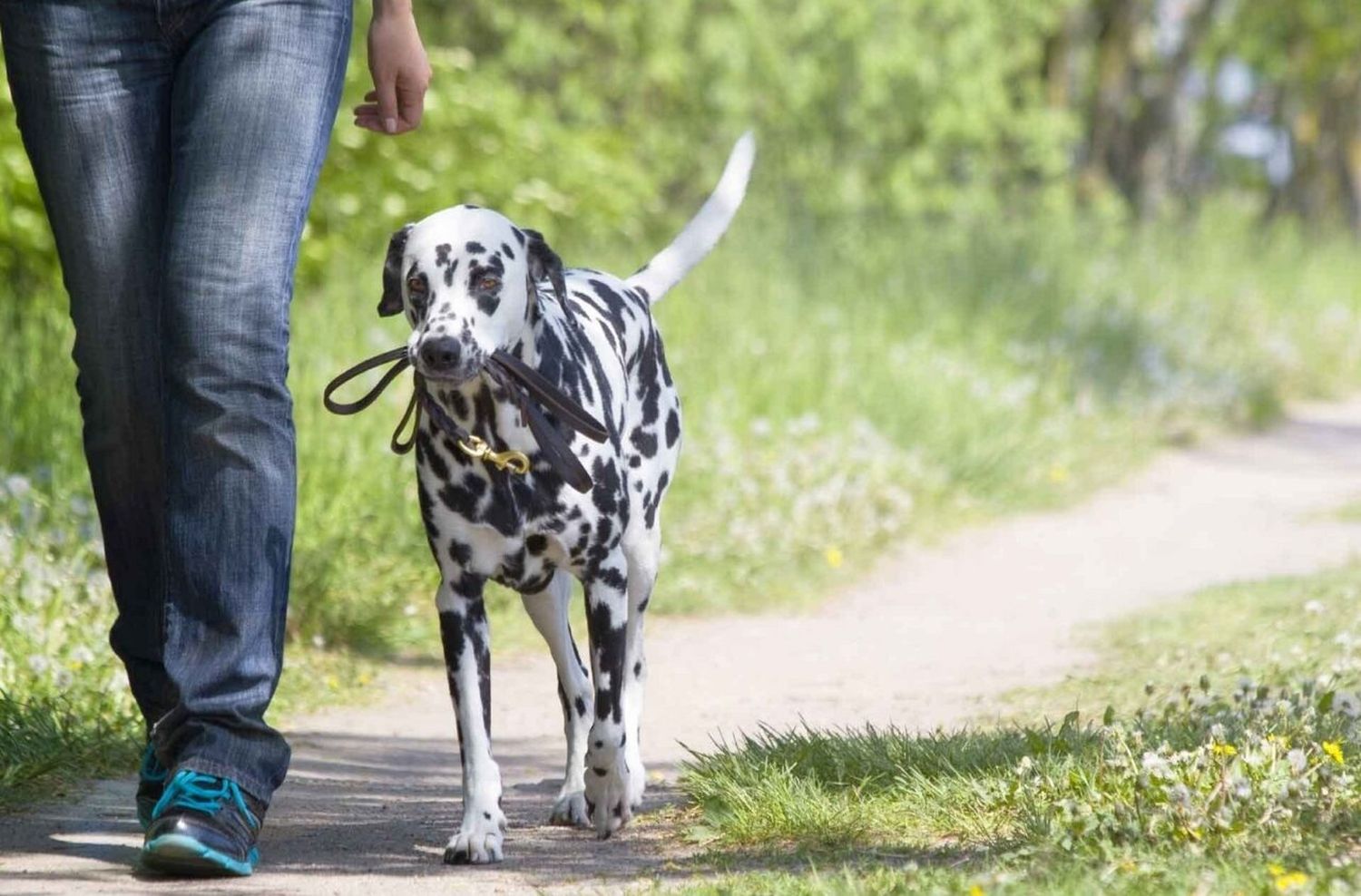 Firmat: salió a caminar con el perro y le robaron la camioneta