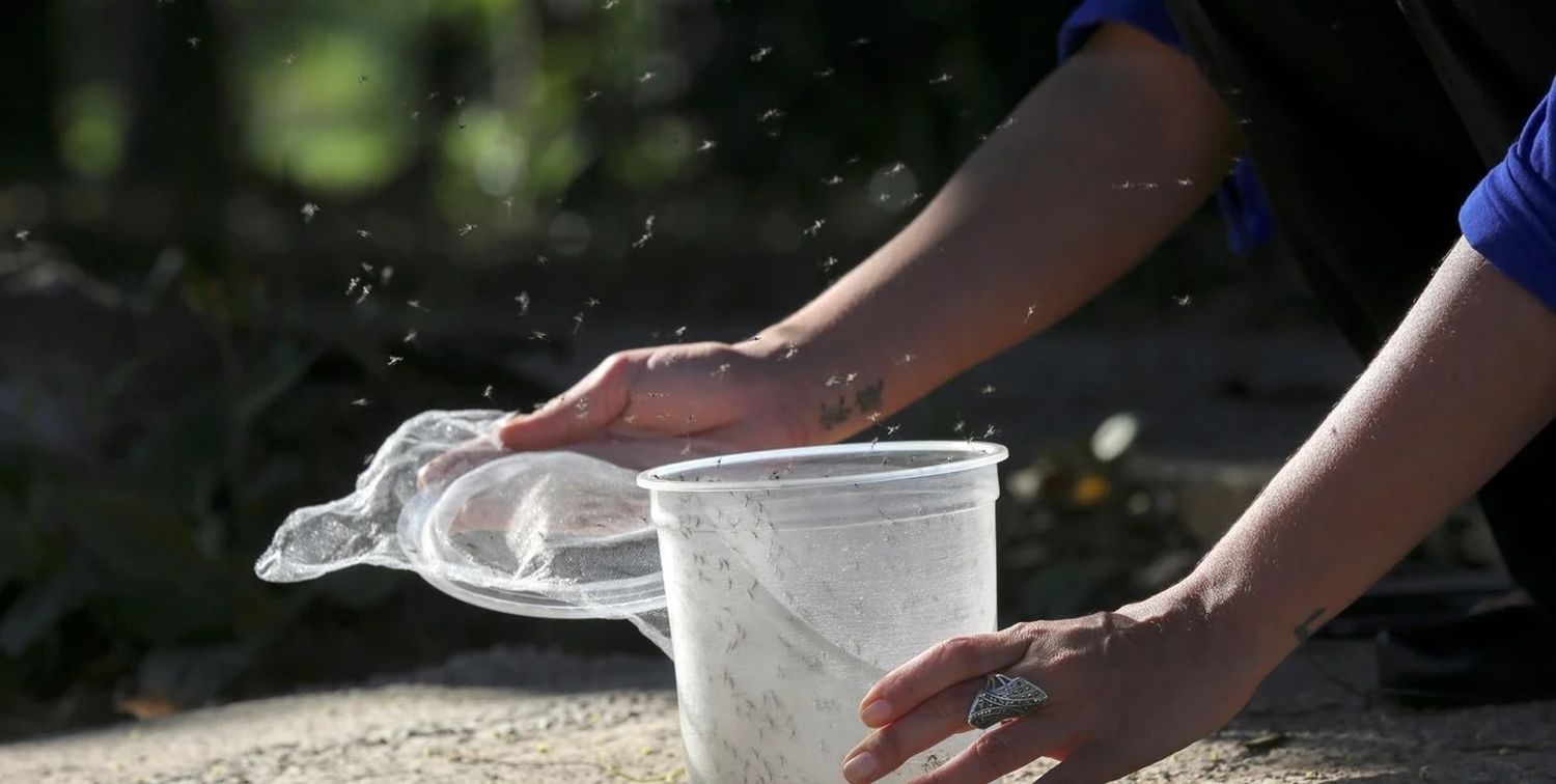 Tras las lluvias, la ciudad está afectada por una invasión de mosquitos