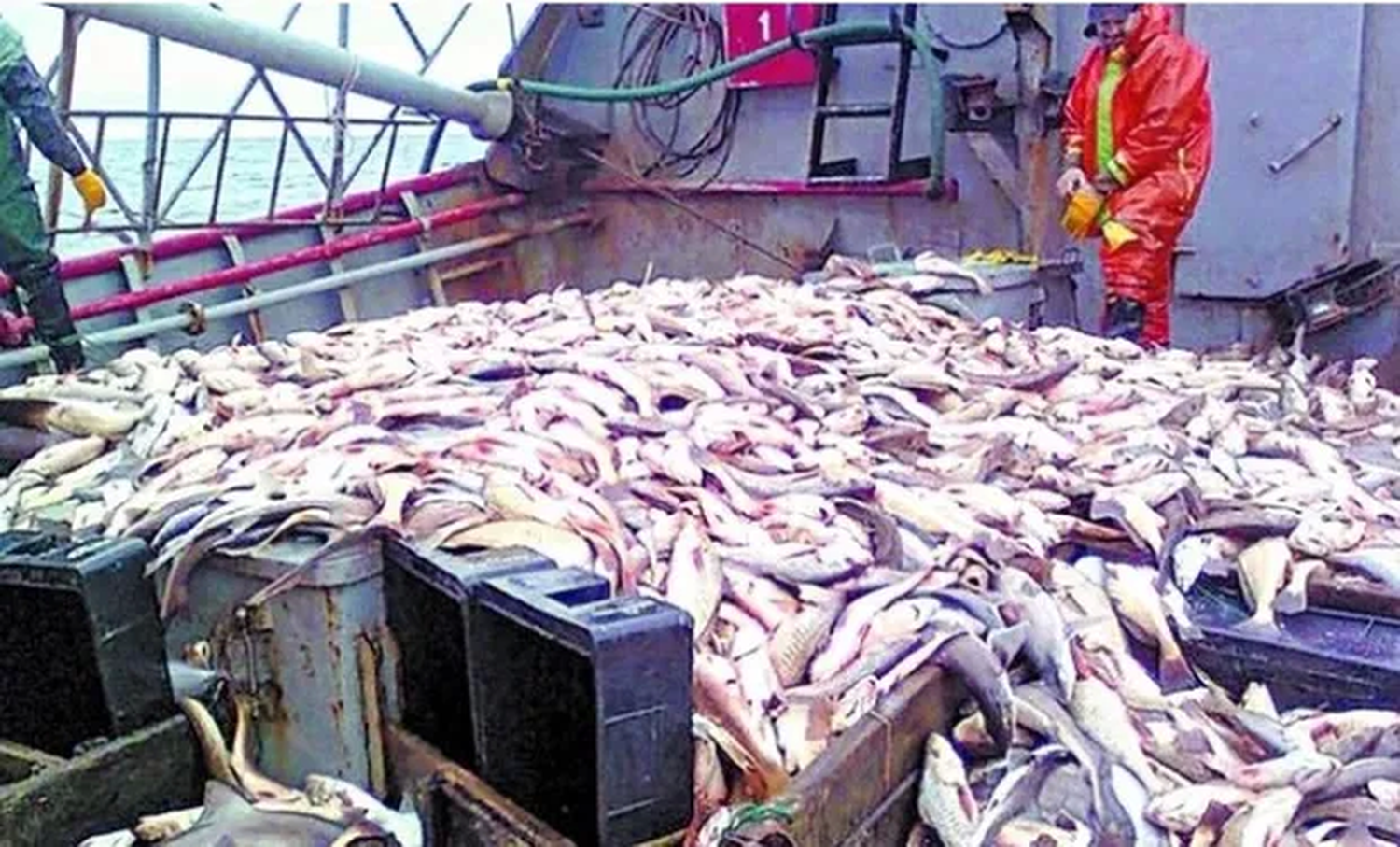 Barcos asiáticos depreda el mar argentino