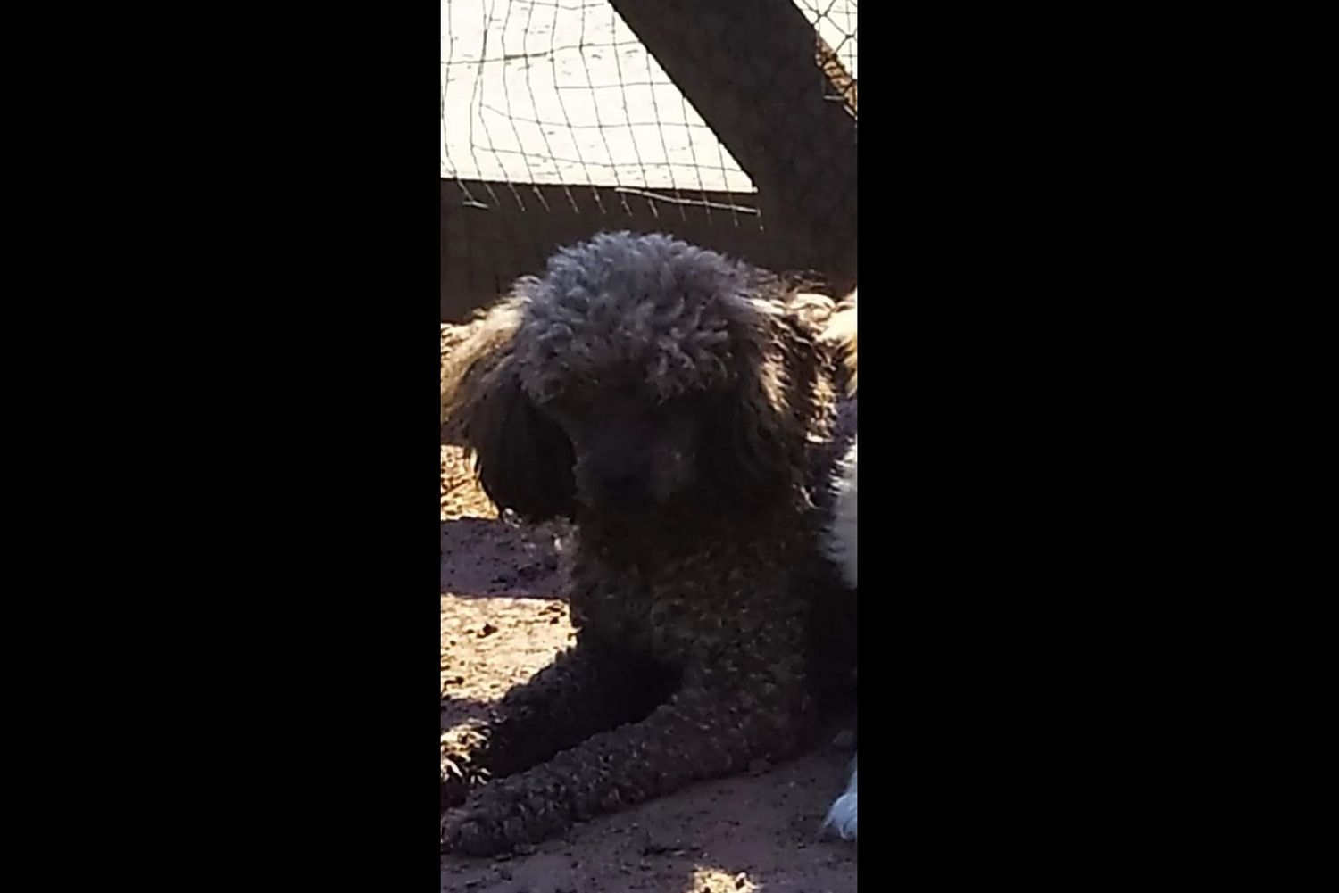 Buscan a “Rulito”