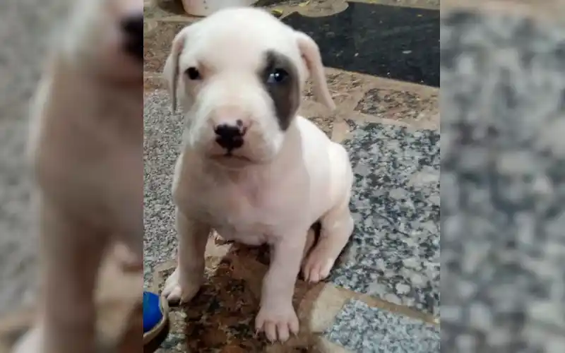 Faustino busca a su perrita