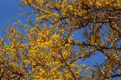 El espinillo es el árbol entrerriano