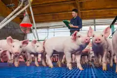 La Facultad de Veterinarias  ofrece capacitación para  gestión de granjas porcinas