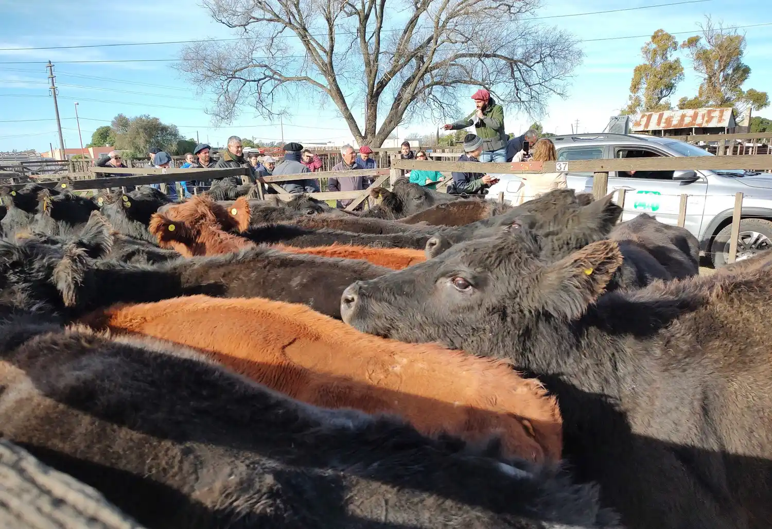 La vaca fue otra vez la vedette de la feria