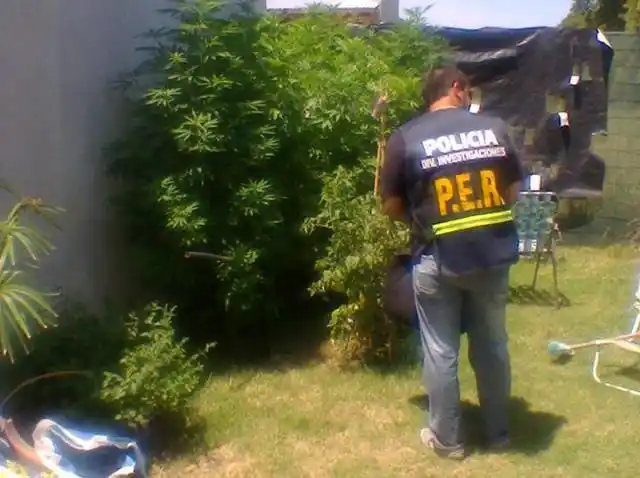 Secuestran plantas de marihuana