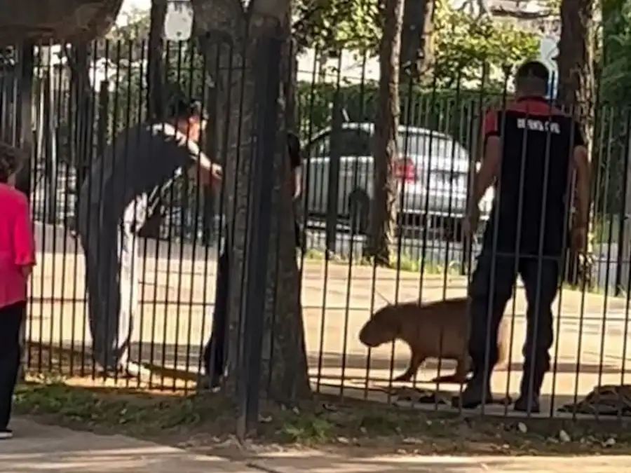 Un carpincho generó sorpresa entre vecinos de Pilar