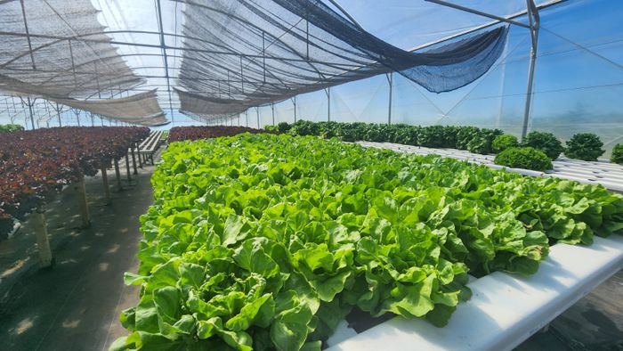 Este viernes se pondrá en funcionamiento un puesto de verduras hidropónicas en el Mercado Municipal