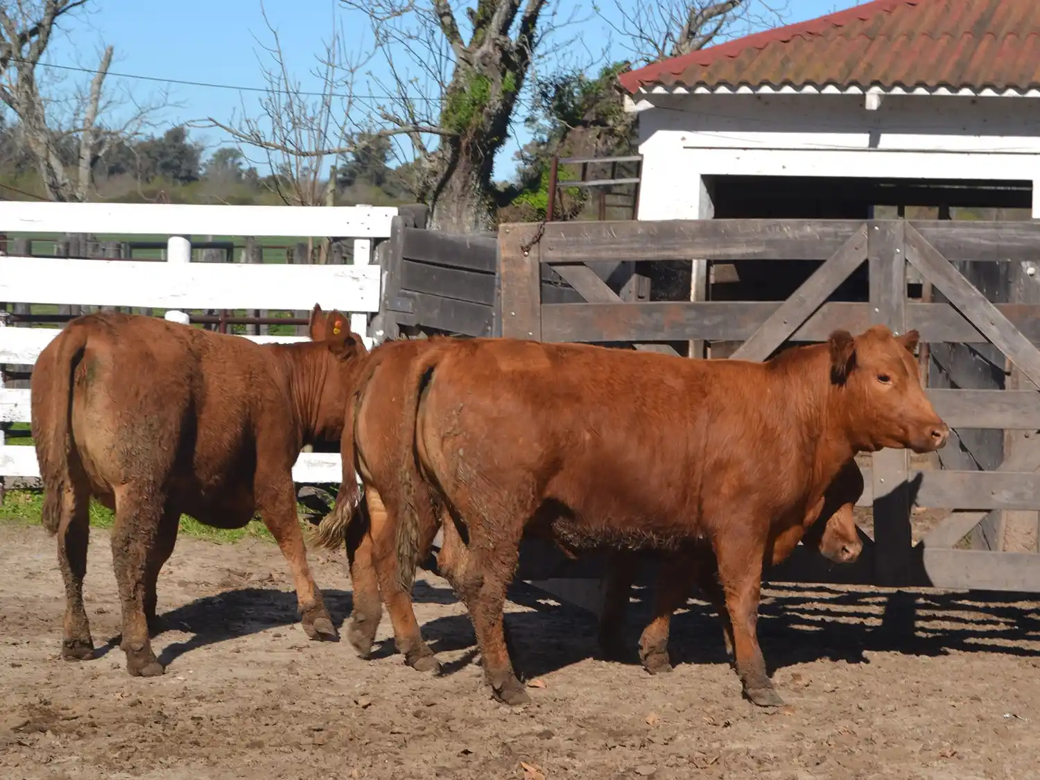 Con gran convocatoria comenzó la Exposición Rural de Gualeguay