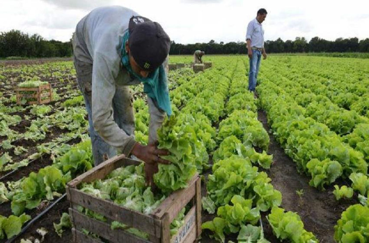 Proponen la creación de un parque agrario en Rosario, destinado a la producción de alimentos