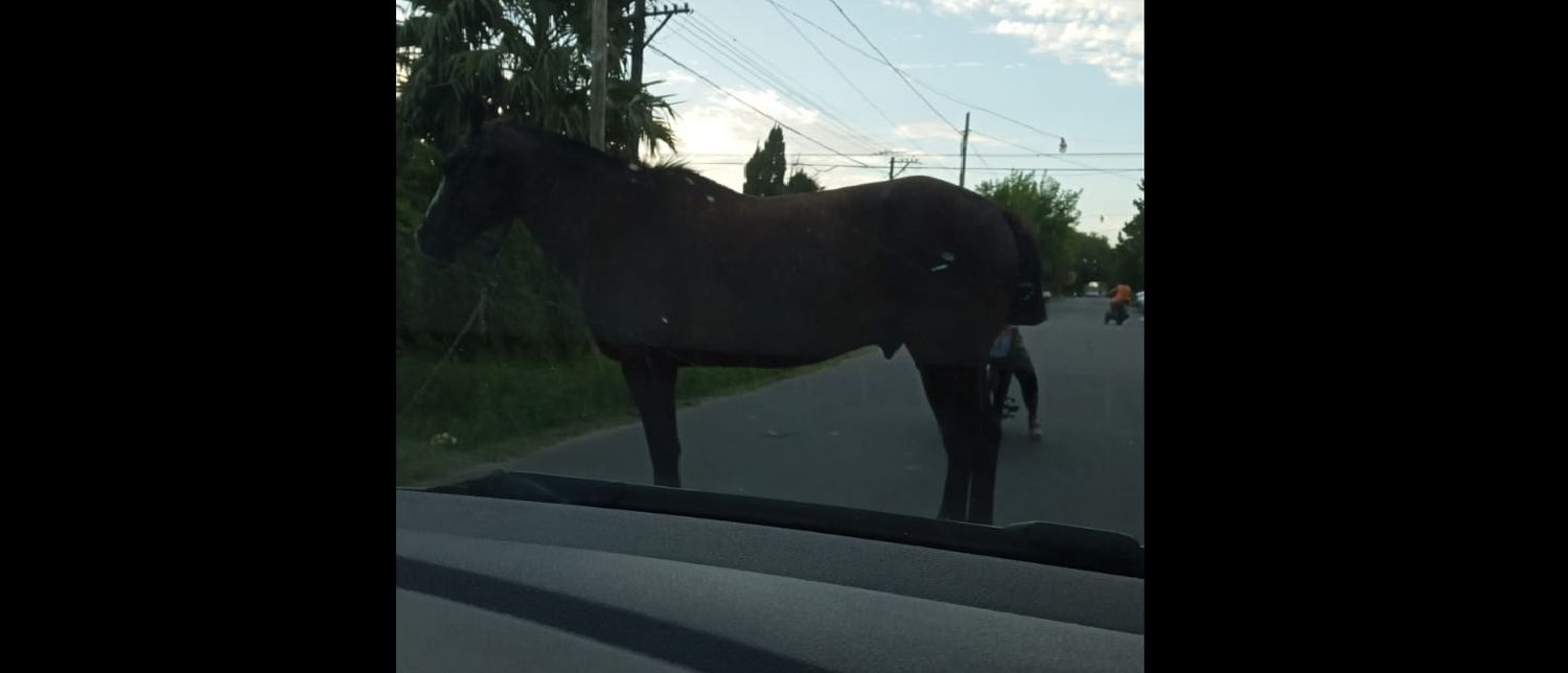 Reclamo por caballo suelto
