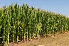 Con el frente climático despejado, dirigentes rurales esperan de Milei reglas claras y previsibles para 2024