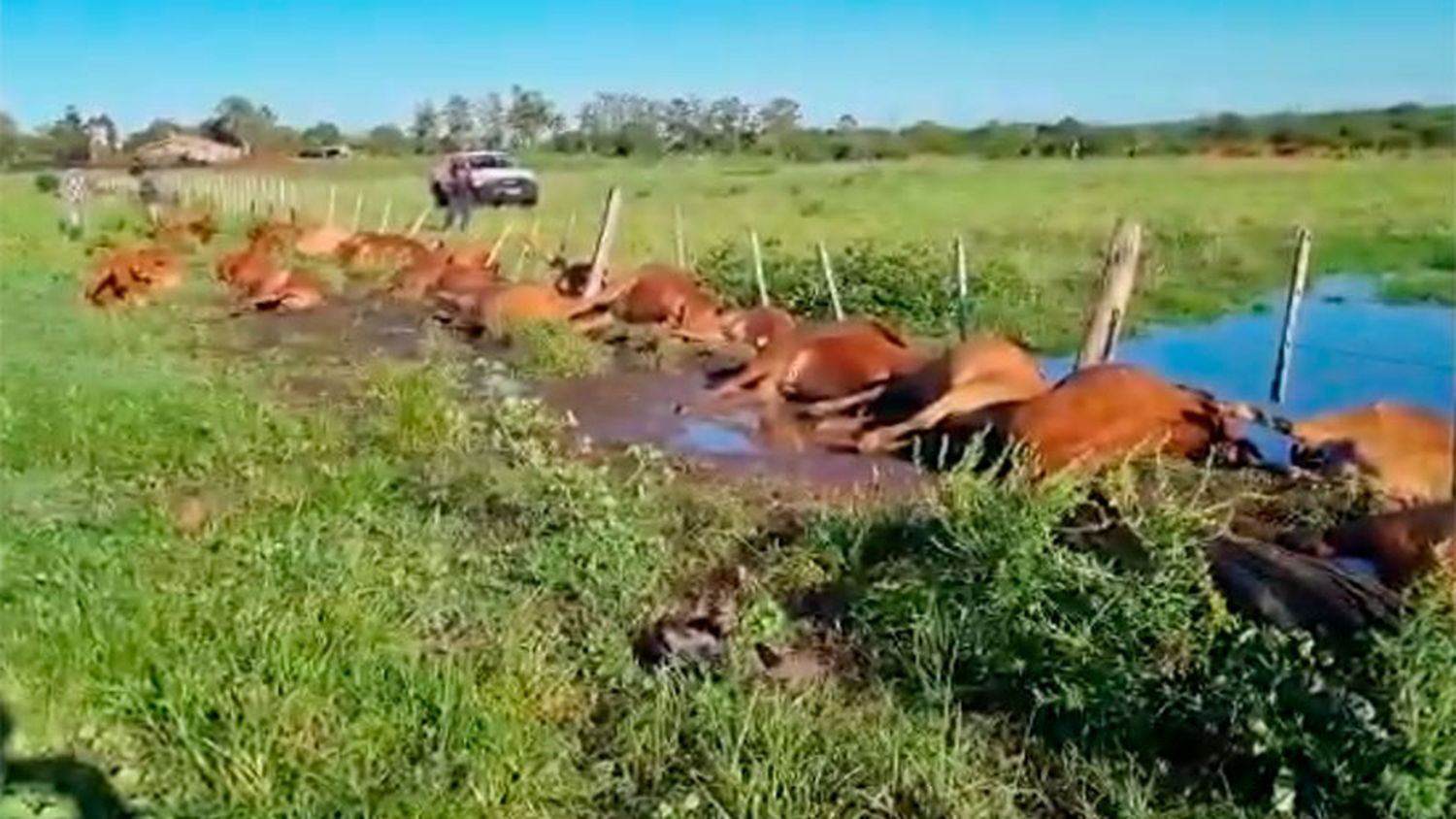 Video: la caída de un rayo en alambrado mató 30 terneros en una estancia