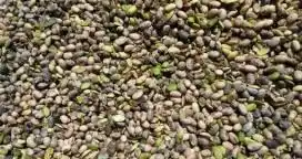 Confirman que habrá “escaso” stock para procesar por la calidad de granos de soja