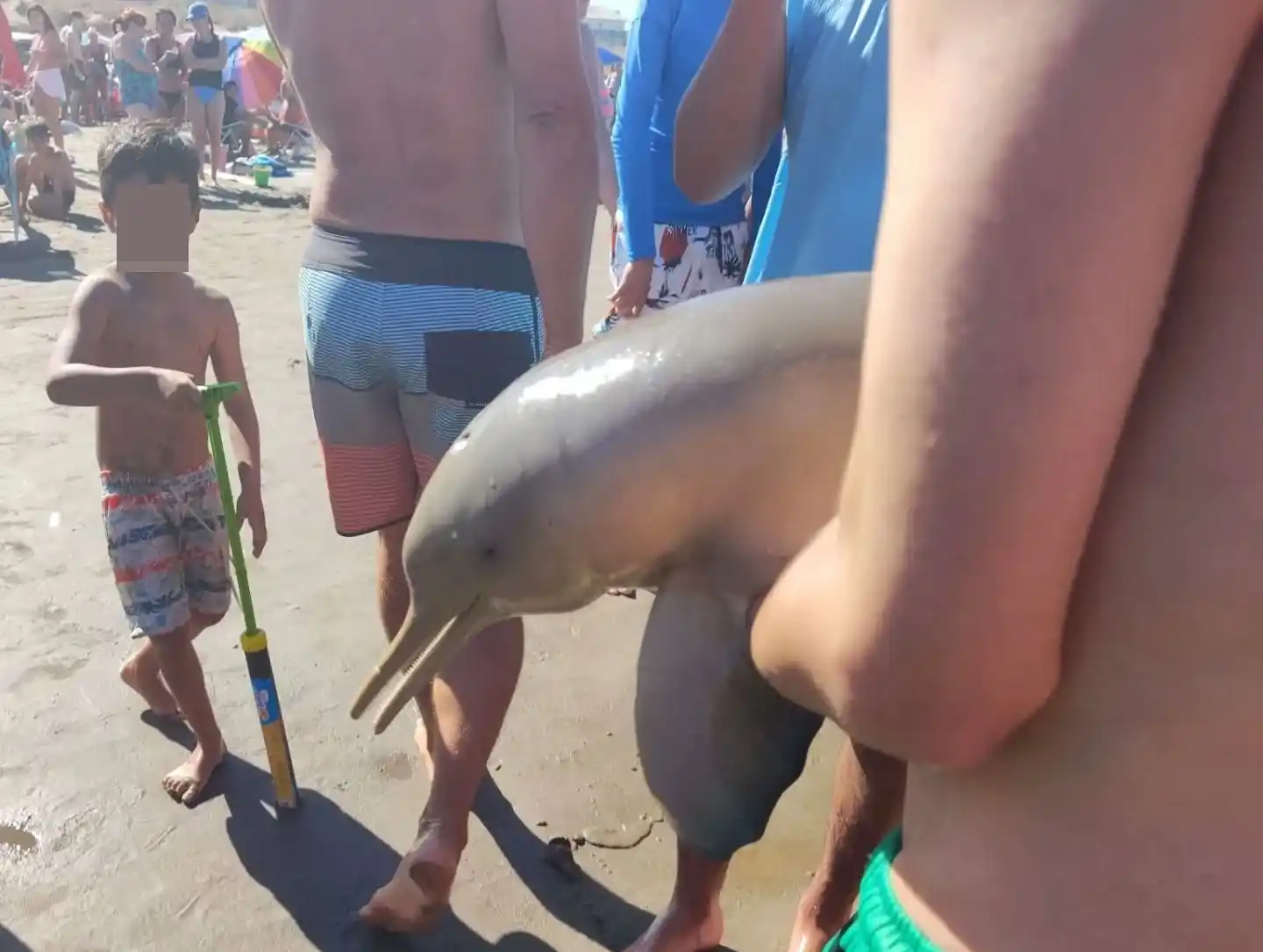 El delfín murió tras ser sacado del agua